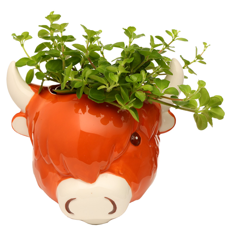 Decorative Ceramic Indoor Wall Planter/Plant Pot - Highland Coo Cow