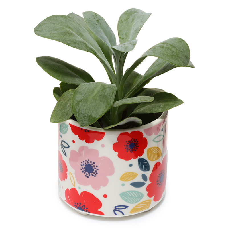 Decorative Ceramic Indoor Freestanding Planter/Small Plant Pot - Poppy Fields Pick of the Bunch