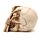 Gothic Skull Decoration - Skull Head with Skeleton Claw Hand