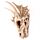 Decorative Fantasy Dragon Skull