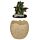 Hatching Elements Dragon Egg Trinket Box