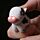 LED Light & Sound Keyring - Farmyard