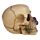 Gothic Skull Decoration with Purple Roses