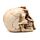Gothic Skull Decoration - Skull Head with Skeleton Claw Hand