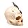 Shadows of Darkness Dragon - Black Dragon in Skull Large