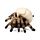 Decorative Ornament - Skull with Spider Legs